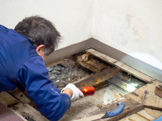 Best Mold Damage Repair  in Bishop, CA