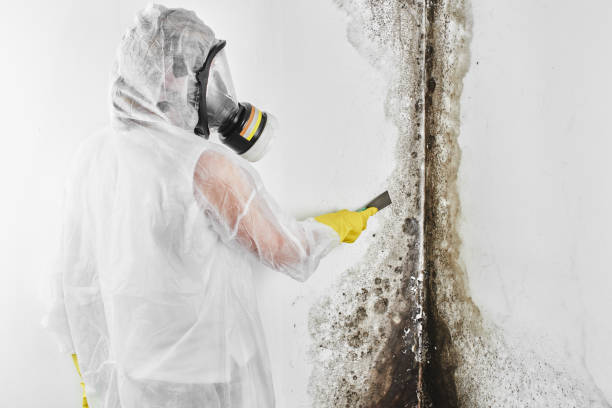 Best Black Mold Removal  in Bishop, CA