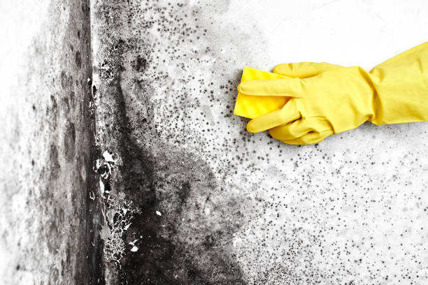 Best Commercial Mold Removal  in Bishop, CA