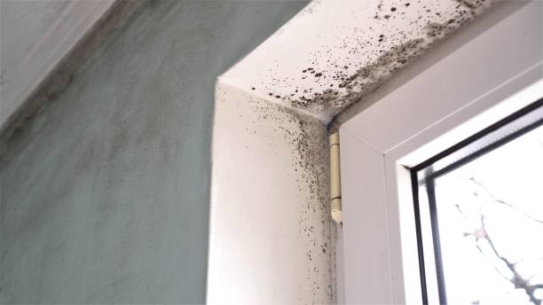 Best Emergency Mold Removal  in Bishop, CA