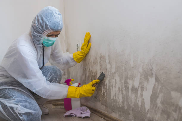 Best Local Mold Removal Service  in Bishop, CA