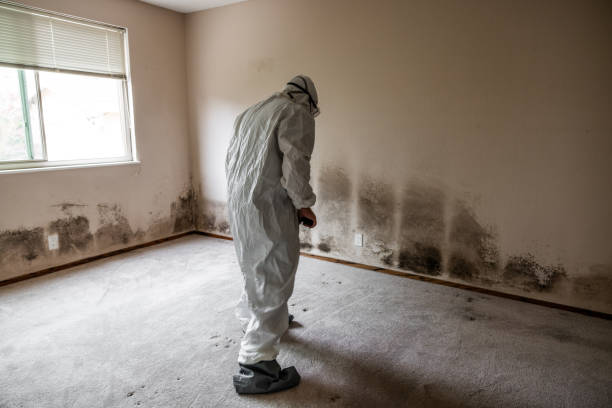 Best Residential Mold Removal  in Bishop, CA