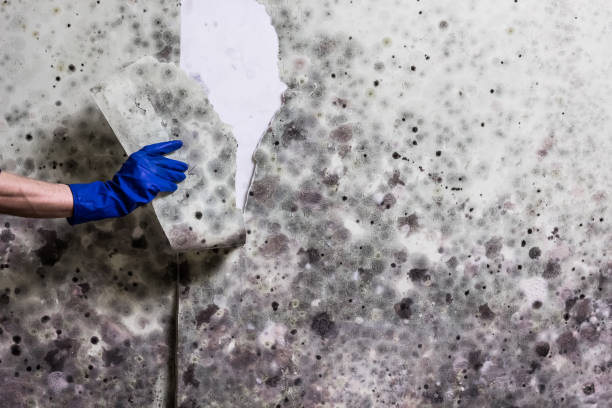 Best Mold Cleaning Services  in Bishop, CA
