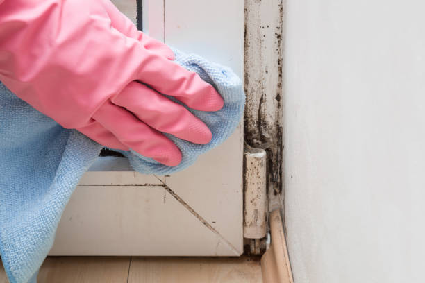 Best Mold Testing  in Bishop, CA