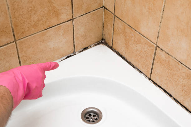 Best Certified Mold Removal  in Bishop, CA